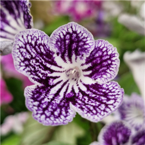 Streptocarpus 'Polka Dot Purple'